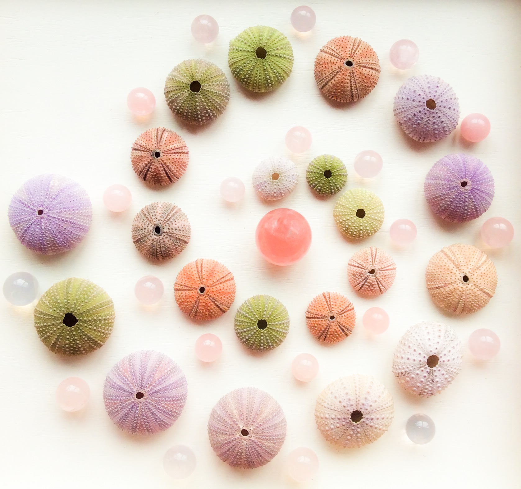 Star Rose Quartz, Rose Quartz, Pink Girasol and Sea Urchins