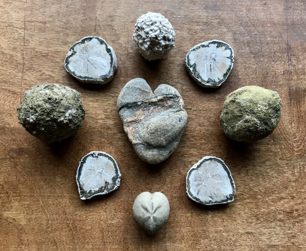 Gifted natural heart shaped stone with Hematite and Quartz veins, Micraster corcolumbarium, Calcite, Petrified Wood, Lava Bomb